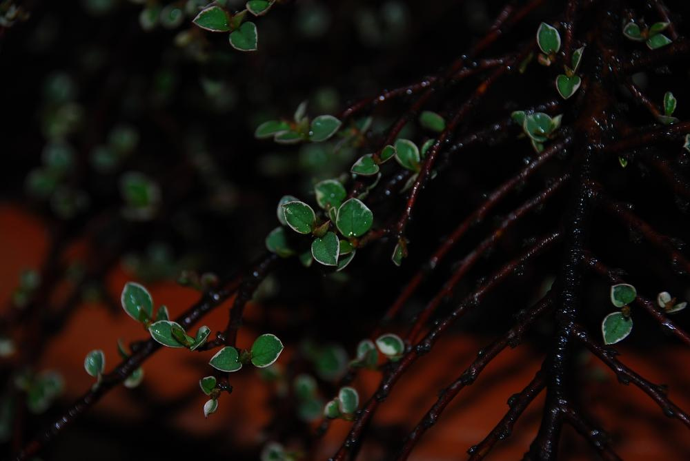 rockspray cotoneaster